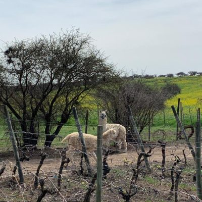 WhatsApp Image 2021-08-16 at 18.10.02